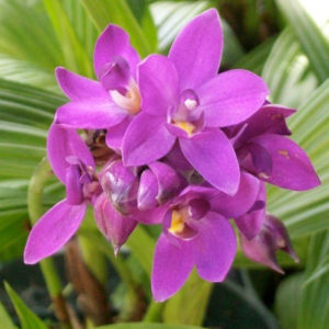 Ground Orchid