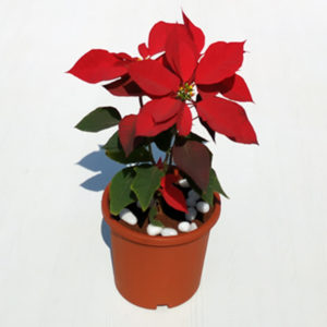 Poinsettia Red Plant