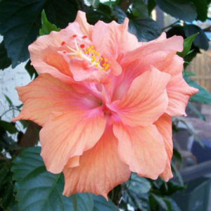 Hibiscus (Peach Double) – Plant