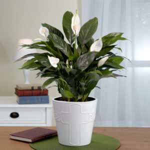 Peace Lily Plant