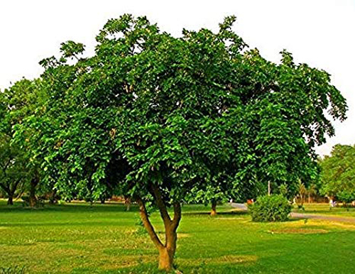 Gardening in mumbai